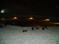 DSC01821.JPG