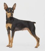 pinscher.jpg