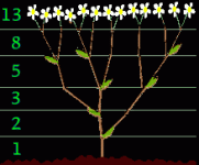 fi-plante[1].gif