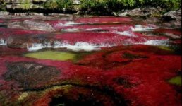 cano-cristales[1].jpg