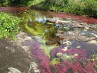 cano-cristales10[1].jpg