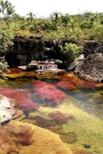 cano-cristales3[1].jpg