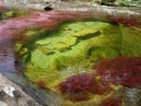 cano-cristales6[1].jpg