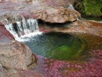 cano-cristales9[1].jpg