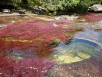 cano-cristales7[1].jpg