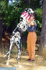 tallest-great-dane.jpg