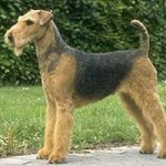 airedale-terrier_170.jpg