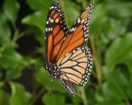 monarch-buterfly[1].jpg