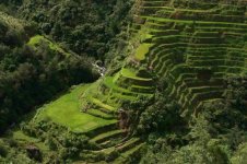 banaue-rice-terrace-close-up-2-copy[1].jpg