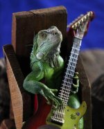 lizards-04.jpg