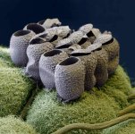 butterfly eggs SEM.jpg