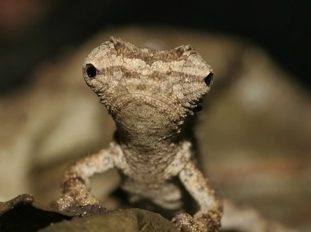 brookesia-desperata.jpg