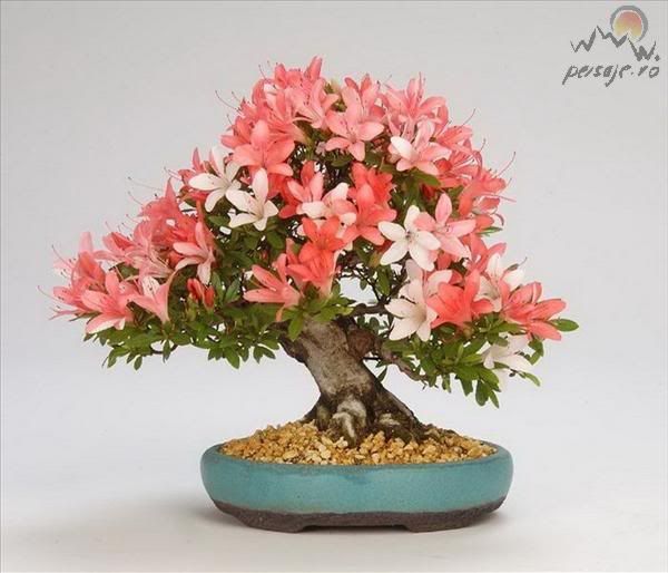 bonsai_152_L.jpg