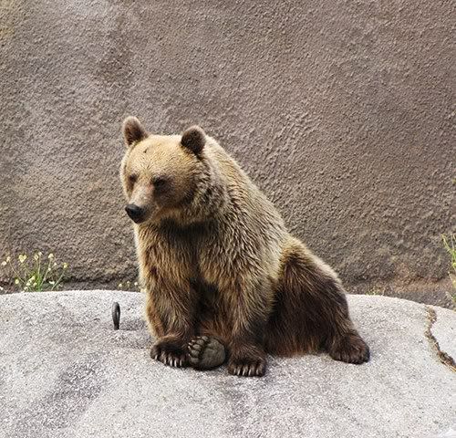 female-brown-bear-doing-h-005.jpg