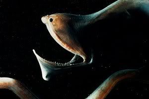 gulper-eel.jpg