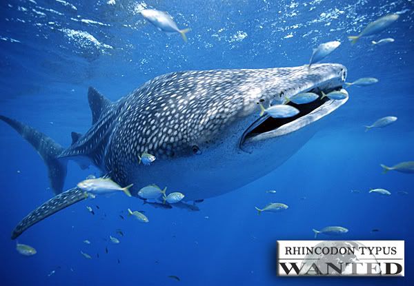 rhincodon-typus-ok.jpg