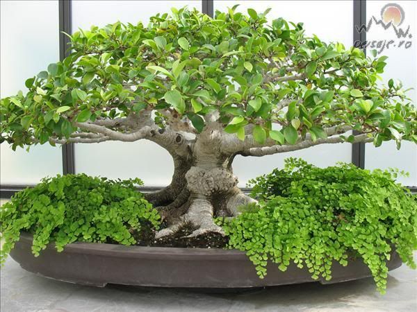 bonsai_96_L.jpg