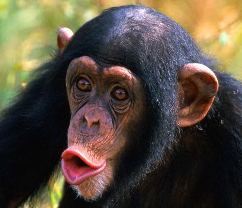 19-chimp-3.jpg