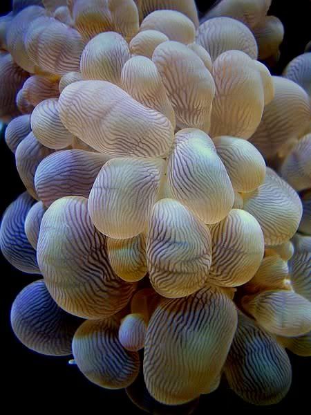 wrinkle-coral.jpg