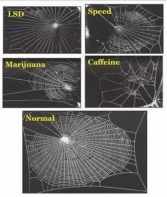 spiders-on-drugs.jpg