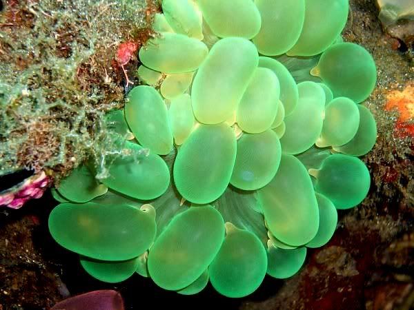 green-bubble-coral.jpg