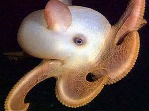 dumbo-octopus.jpg