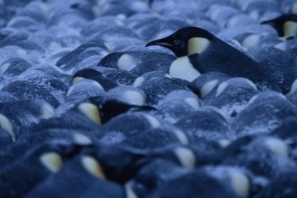 penguin-huddle-02.jpg