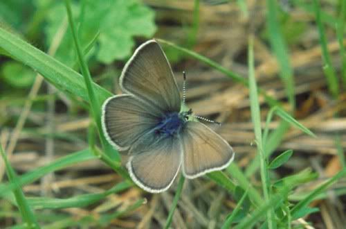 icaricia-icarioides-fenderi.jpg