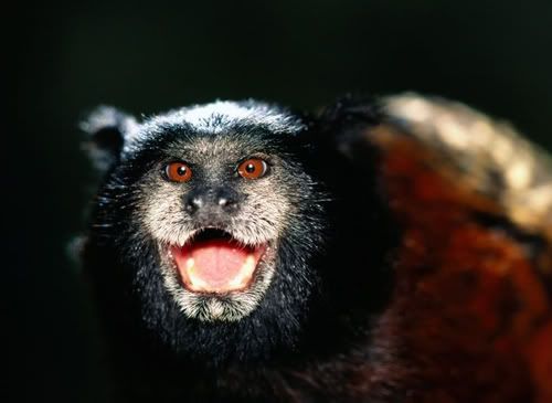 16-tamarin-dungat.jpg