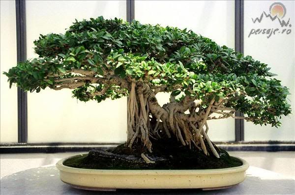 bonsai_89_L.jpg