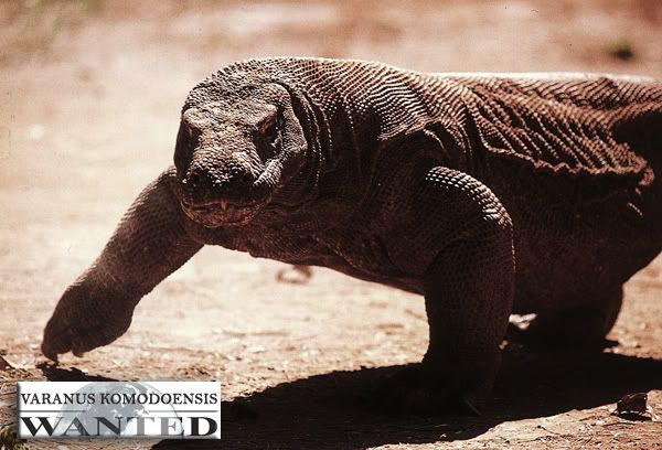 varanus-komodoensis-ok.jpg