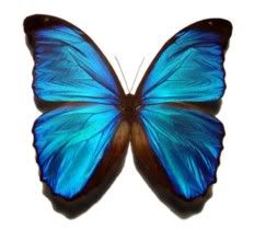 MenelausBlueMorpho.jpg