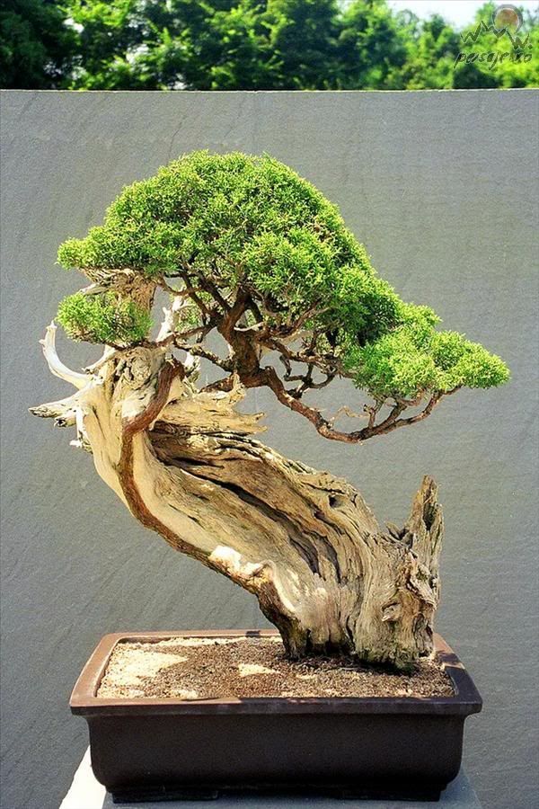 bonsai_91_L.jpg