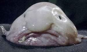 blobfish-300x180.jpg