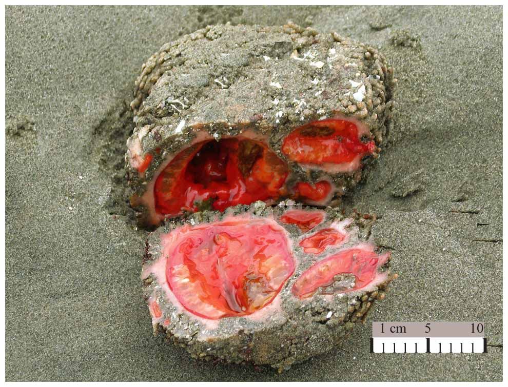 Pyura_chilensis-1.jpg