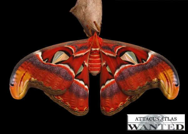 attacus-atlas-ok.jpg