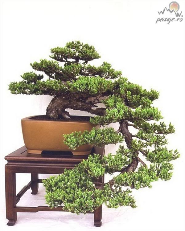 bonsai_149_L.jpg