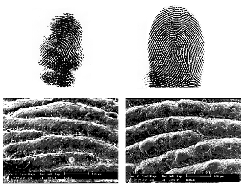 fingerprints.png