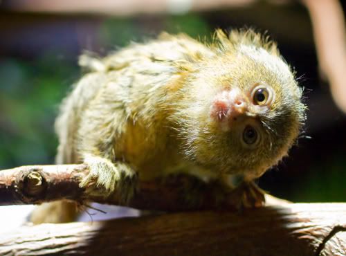 07-marmoset-pigmeu.jpg