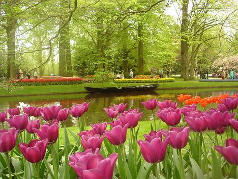 gradina-flori-keukenhof-olanda-1.jpg