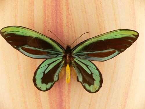 ornithoptera-alexandrae.jpg