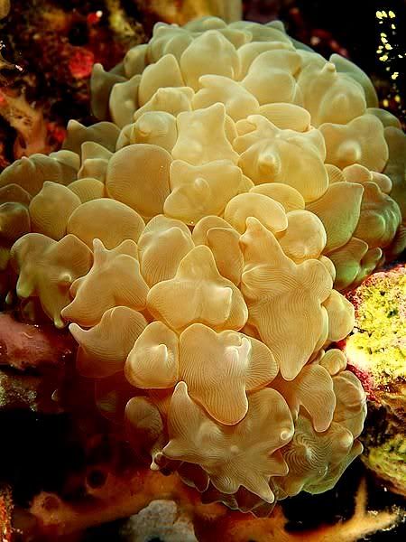 coral-fingers.jpg