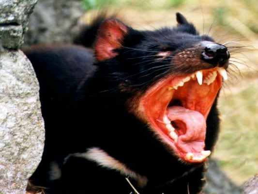 tasmanian-devil.jpg