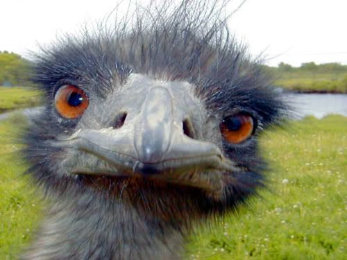 01-marele-razboi-emu.jpg