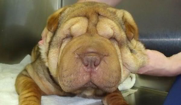 shar-pei-entropion.jpg