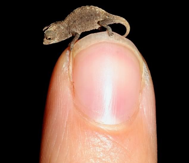 brookesia-micra2.jpg