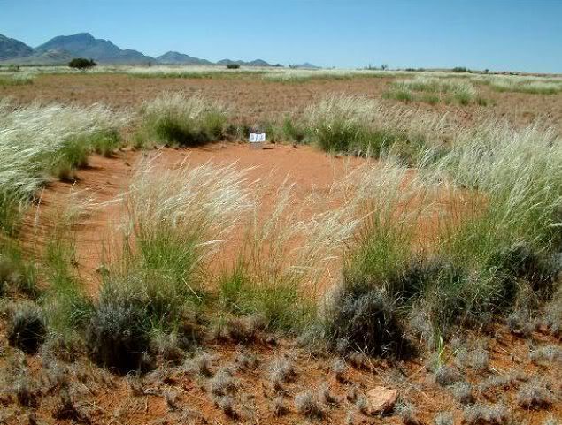 cercuri-desert-namibia.jpg