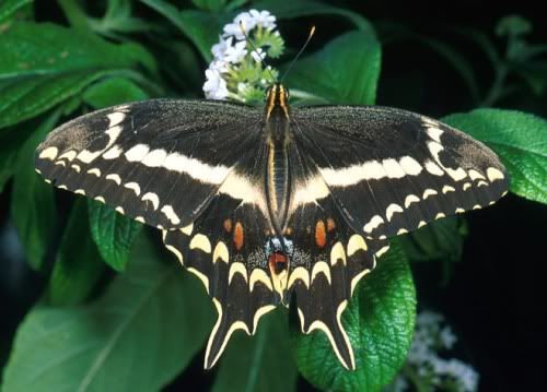 papilio-aristodemus-ponceanus.jpg