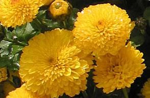 chrysanthemum1.JPG
