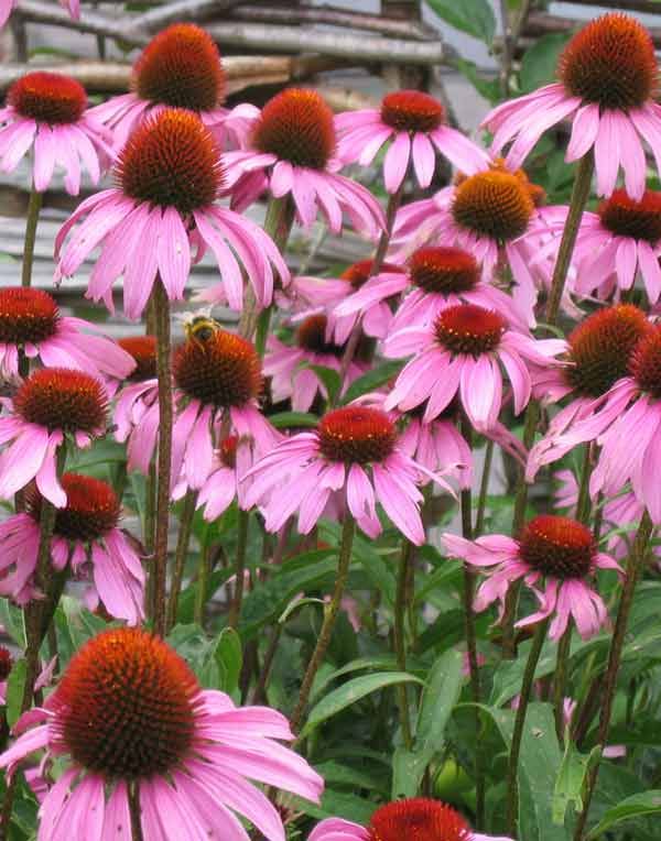 echinacea_std.jpg